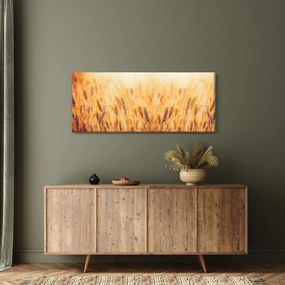 Obraz - pole s obilím (120x50 cm)