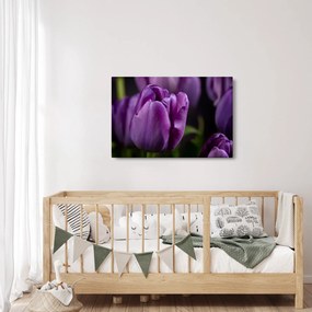 Obraz kvetov tulipánov (90x60 cm)