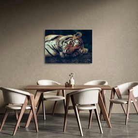 Sklenený obraz - Tiger Sibírsky (70x50 cm)