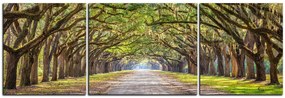 Obraz na plátne - Historické dubové stromy lemované poľnou cestou - panoráma 5239C (90x30 cm)