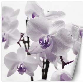 Fototapeta, Fialové okvětní lístky orchidejí - 150x150 cm