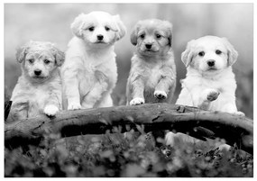 Fototapeta na stenu Four Puppies