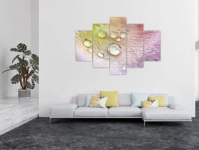 Obraz - Kvapky rosy (150x105 cm)