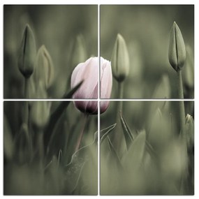 Obraz na plátne - Ružový kvitnúci tulipán - štvorec...  301FD (60x60 cm)