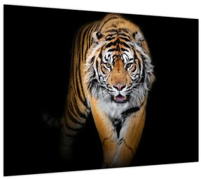 Sklenený obraz - Tiger (70x50 cm)