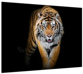 Sklenený obraz - Tiger (70x50 cm)