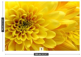 Fototapeta Vliesová Žltý kvet 416x254 cm