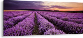 Obraz - Levanduľové pole pri západe slnka (120x50 cm)