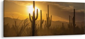 Obraz - Kaktusy Saguaro (120x50 cm)