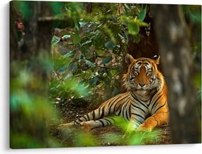 Obraz odpočívajúceho tigra (70x50 cm)