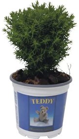 Tuja západná FloraSelf Thuja occidentalis 'Teddy' 5-10 cm kvetináč Ø 10 cm