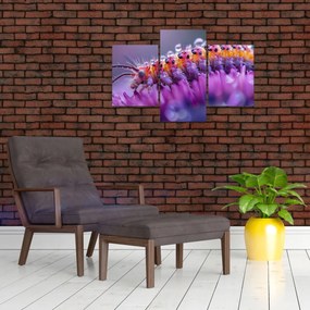 Obraz - Húsenica (90x60 cm)
