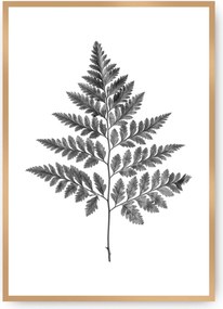 Plagát Fern Grey