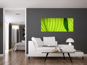 Obraz - Detail zeleného listu (120x50 cm)