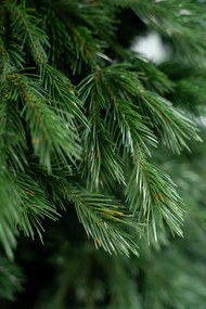 Limpol Jedľa Zuza 1,70 m