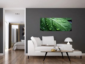 Obraz - Detail listu po daždi (120x50 cm)