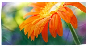 Sablio Uterák Oranžová gerbera - 30x50 cm