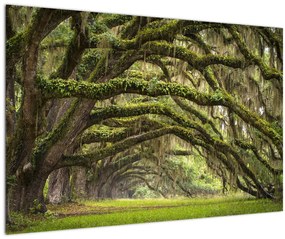 Obraz - Oaks Avenue, Charleston, Južná Karolína, USA (90x60 cm)