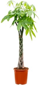 Pachira aquatica Stem braided 24x135 cm