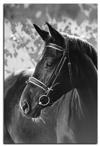 Obraz na plátne - Čierny kôň - obdĺžnik 7220QA (90x60 cm  )