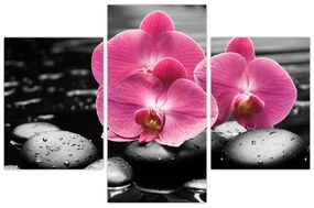 Obraz - Ružové orchidey (90x60 cm)