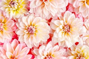 Fototapeta pastelové kvety dálie - 450x300