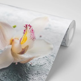 Fototapeta kvety orchidey - 450x300