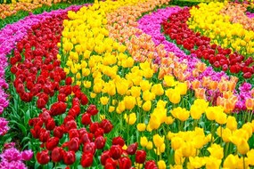Samolepiaca fototapeta záhrada plná tulipánov - 375x250