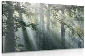 Obraz slnečné lúče v hmlistom lese