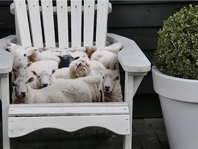 Bavlnený vankúš Ovce 40x60 cm - 60*10*40cm