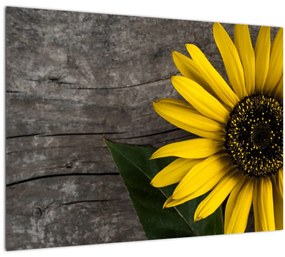 Obraz - Kvet slnečnice (70x50 cm)