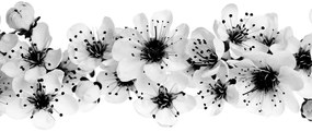 Obraz čerešňové kvety v čiernobielom prevedení