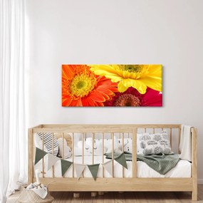 Obraz - Kvety Gerbery (120x50 cm)
