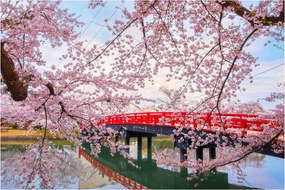 Obraz - Hirosaki, Japonsko (90x60 cm)
