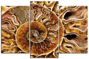 Obraz na plátne - Textúra fosílie 1174C (150x100 cm)