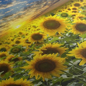 Obraz - Slnečnica pri západe slnka (90x60 cm)