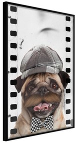 Artgeist Plagát - Pug In Hat [Poster] Veľkosť: 20x30, Verzia: Čierny rám