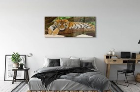Obraz na akrylátovom skle Tiger tree 120x60 cm