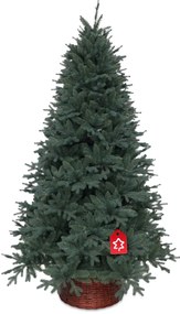 Smrek Strieborný 150 cm