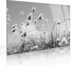 Sklenený obraz - Boho bunny tail grass (70x50 cm)