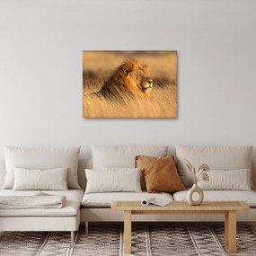 Obraz - Národný park Etosha (70x50 cm)