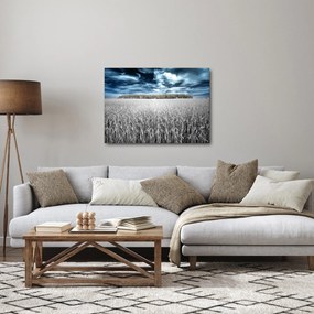 Obraz pole (70x50 cm)