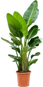 Strelitzia nicolai 30x170 cm