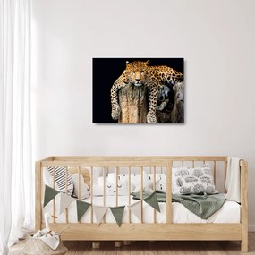 Sklenený obraz - Gepard (70x50 cm)