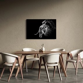 Obraz - Lev (90x60 cm)