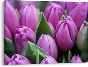 Obraz - kvety tulipánov (70x50 cm)