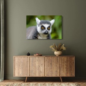 Obraz lemura (90x60 cm)