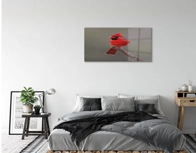 Sklenený obraz Red papagáj na vetve 140x70 cm