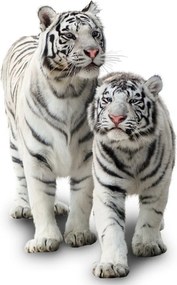 Obraz - Biely tiger (70x50 cm)