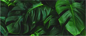 Obraz listov Monstery (120x50 cm)